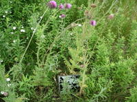 Wild Patch 12