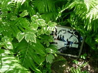 Wild Patch 1, View 2