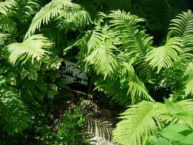 Wild Patch 1, View 3