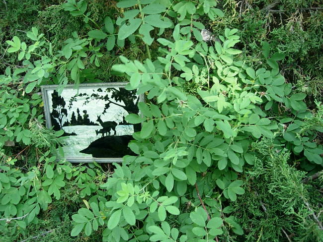 Wild Patch 2, View 2