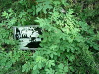 Wild Patch 2, View 2