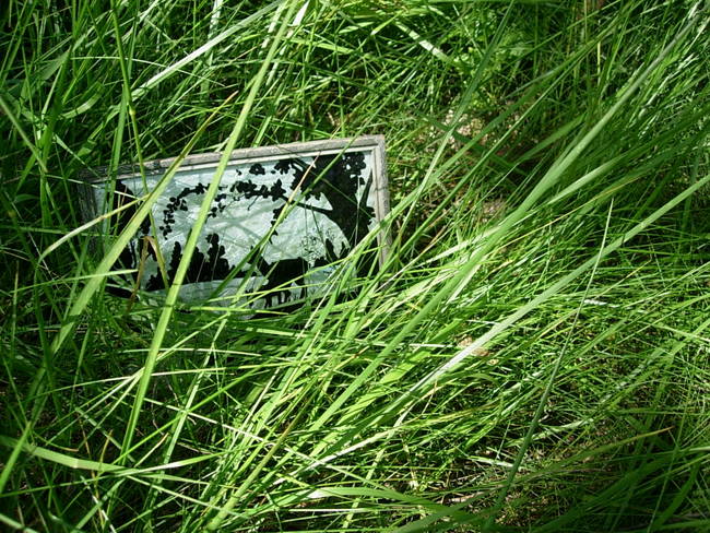 Wild Patch 3, View 1