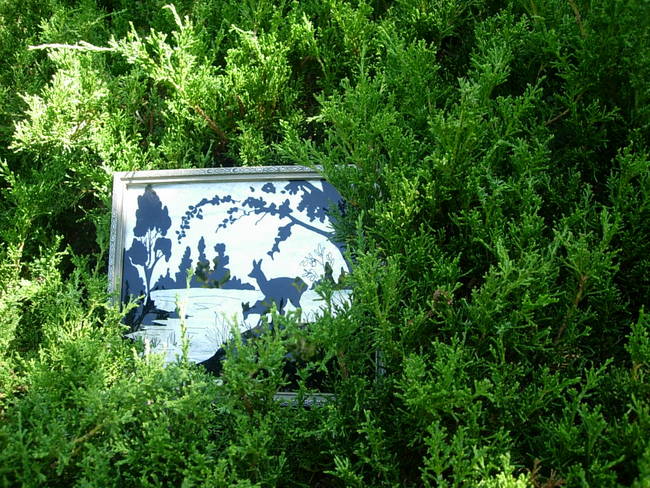 Wild Patch 4, View 1