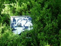 Wild Patch 4, View 1