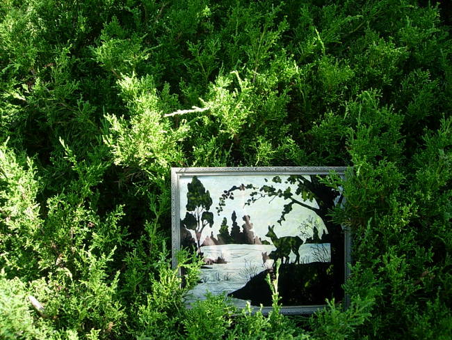 Wild Patch 4, View 2