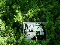 Wild Patch 4, View 2