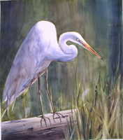Egret Watching