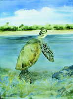 Green Sea Turtle
