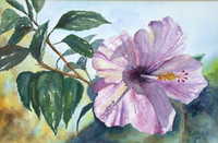 Hibiscus
