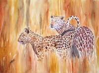 Leopards