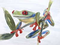 Red Eyed Tree Frog