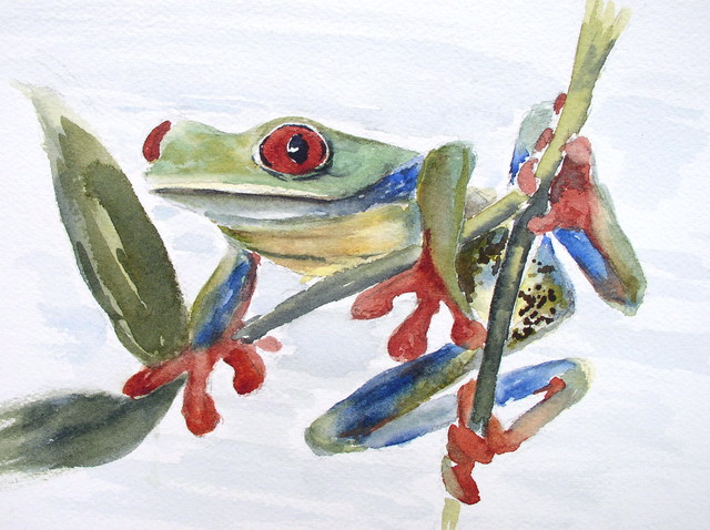 Red Eyed Tree Frog