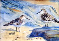 Sandpipers