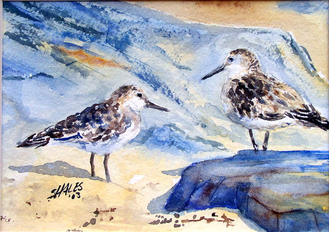 Sandpipers