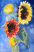 Sunflowers