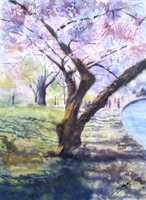 Tidal Basin in Spring