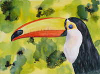 Toucan