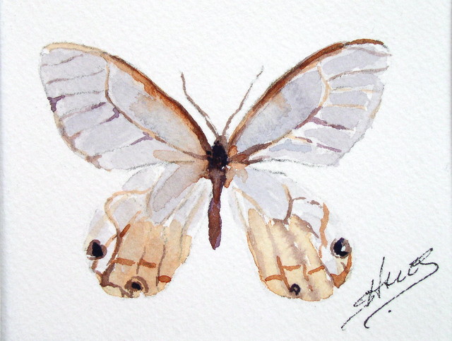 Tropical Butterflies Brown