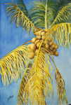 Under The Coconut Palm