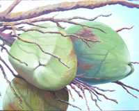 Coconuts
