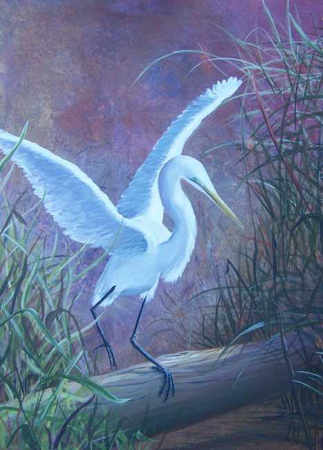 Egret Landing at Miami Zoo