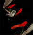 Red Flowers Rising