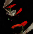 Red Flowers Rising
