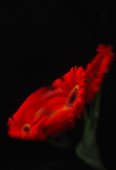 Red Flower on Black