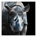 Coexist Rhino Blue