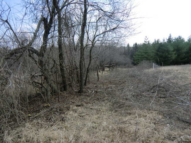 Brush Work East 3/12 #5