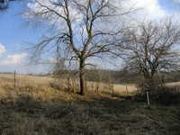 Brush Work East 3/12 #4