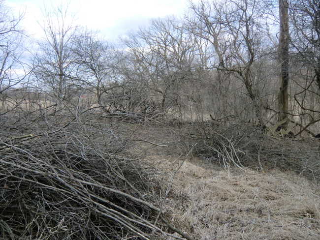 Brush Work East 3/12 #2