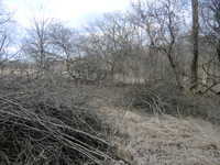 Brush Work East 3/12 #2