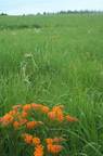 Prairie