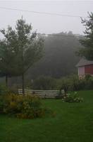 August Morning Hoghouse