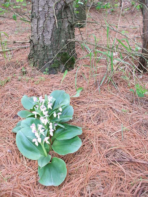 Showy Orchis 