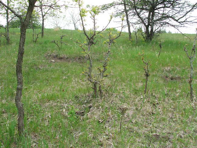 Oak Regneration and Wildlife Sand Rubs