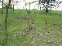 Oak Regneration and Wildlife Sand Rubs