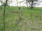 Oak Regneration and Wildlife Sand Rubs