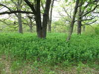 Oak Edge and Mass of False Solomon's Seal