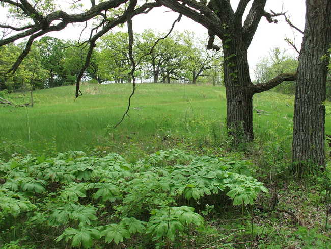 Oak Edge with Mayapples