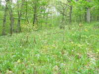 Uncountable Shooting Stars with Solid Pennsylvania Sedge behind