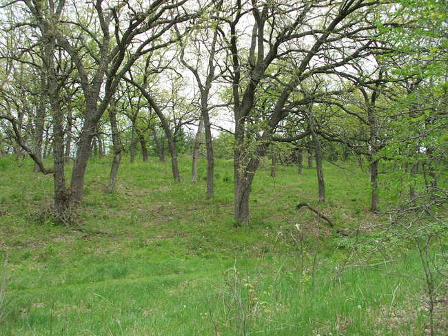 Savanna Edge and Oak Woods with Pennsylvania Sedge