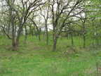 Savanna Edge and Oak Woods with Pennsylvania Sedge