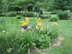 Barnyard Daylilies in July