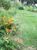 Butterfly Milkweed, July 2010