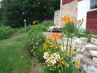 Autumn Prince Daylily