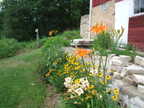 Autumn Prince Daylily