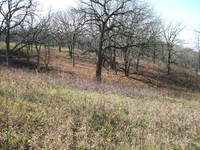 Oak Savannah & Woods Nov. 07