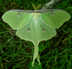 Luna Moth, or Actias luna, July 2010